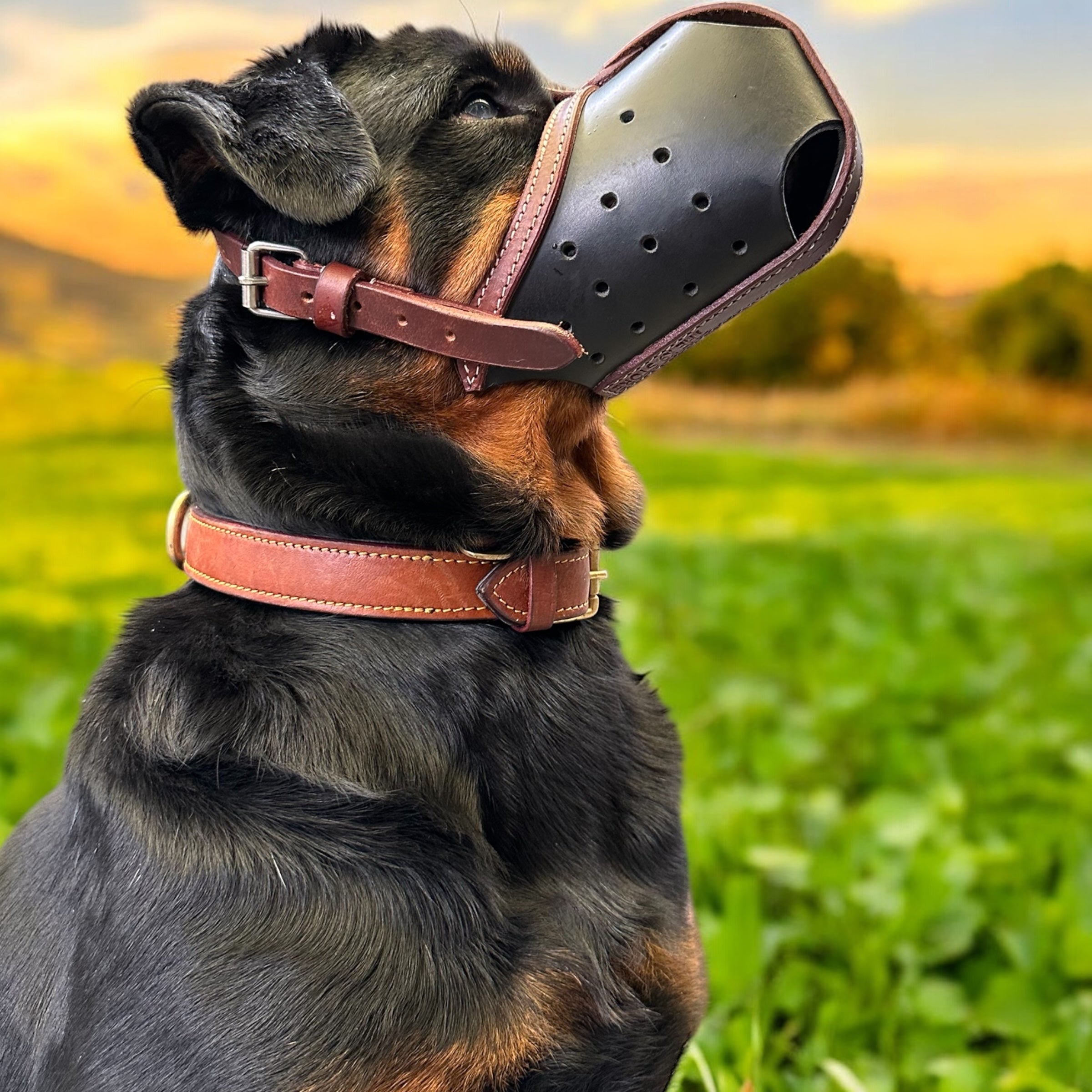 The K9 Store Premium Leather Dog Muzzle, Handstitched Mask for Gaint, Large & Medium Dog Breeds in Black/Tan Color