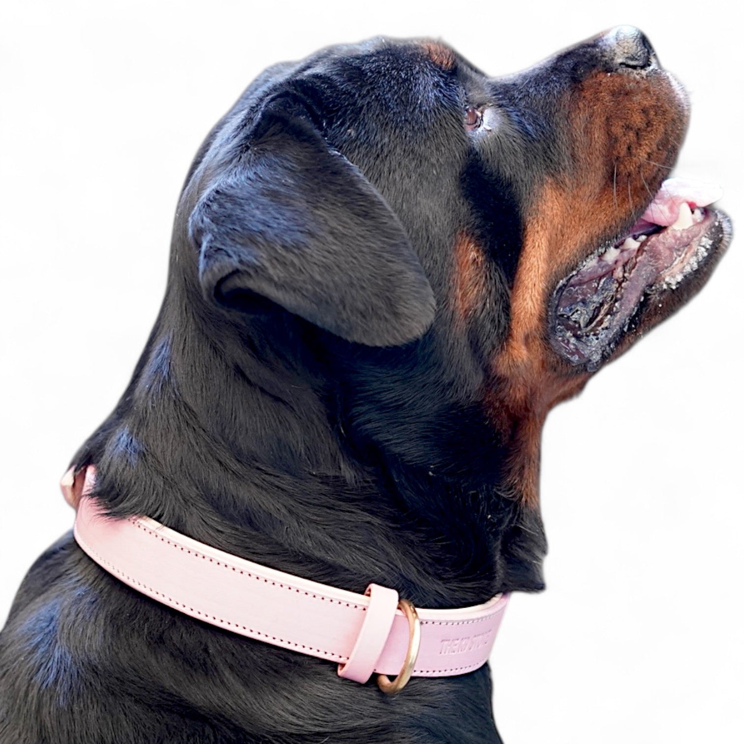 The K9 Store 100% Highgrade Leather Colored Basic Dog Neck Collar (Pink)