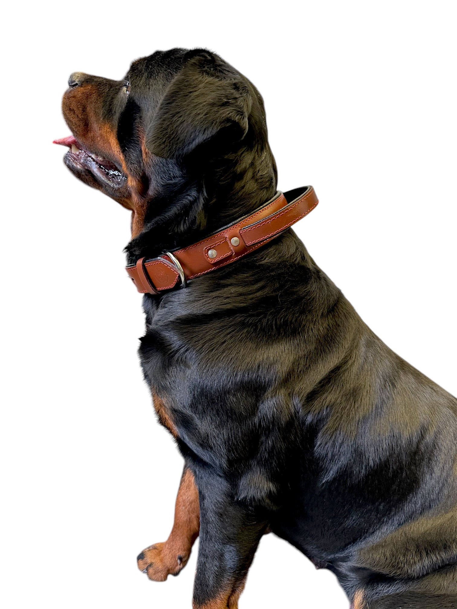 The K9 Store 100% Highgrade Leather Bold Dog Neck Collar For Training With Extra Handle - Zoey's Special (Chocolate)