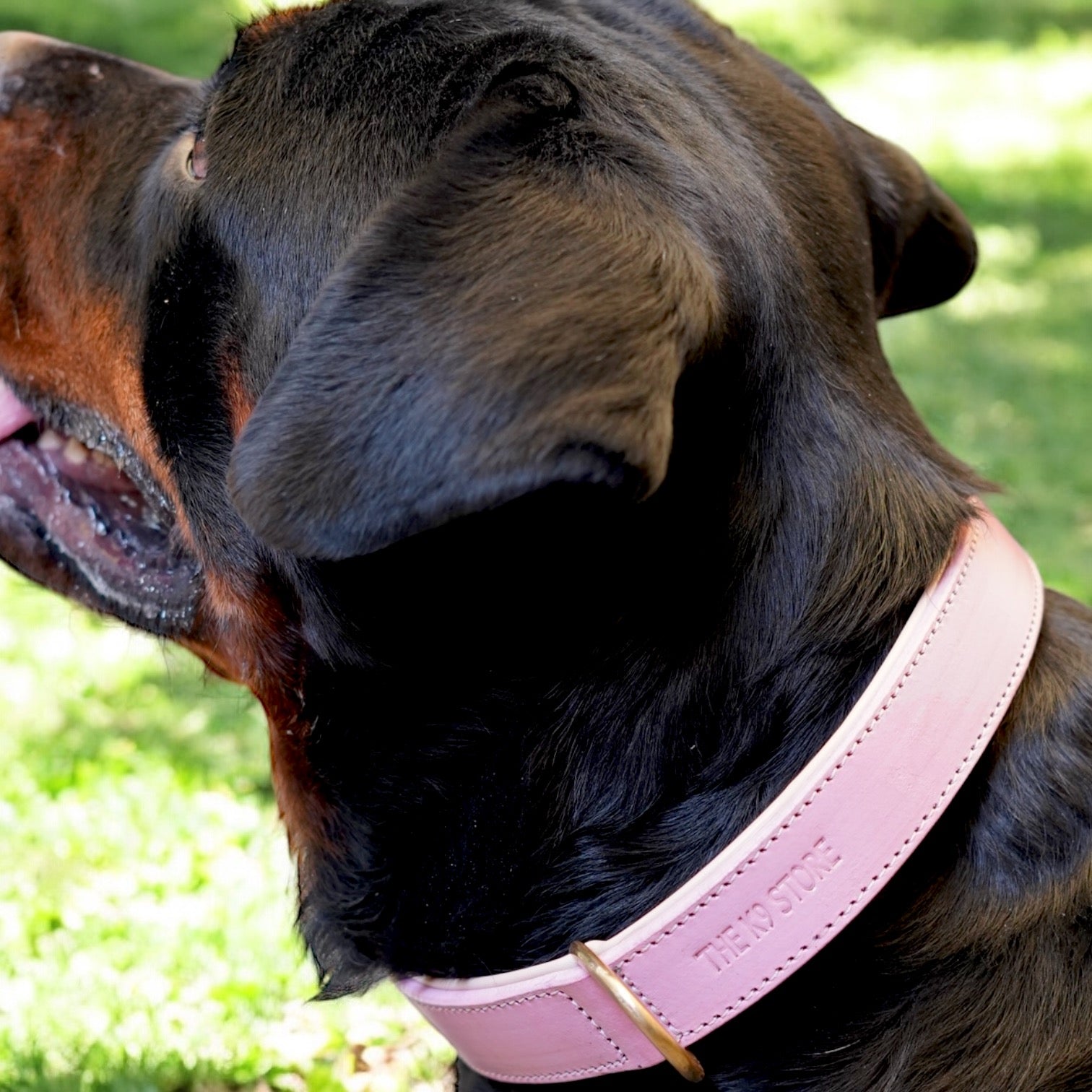 The K9 Store 100% Highgrade Leather Colored Basic Dog Neck Collar (Pink)