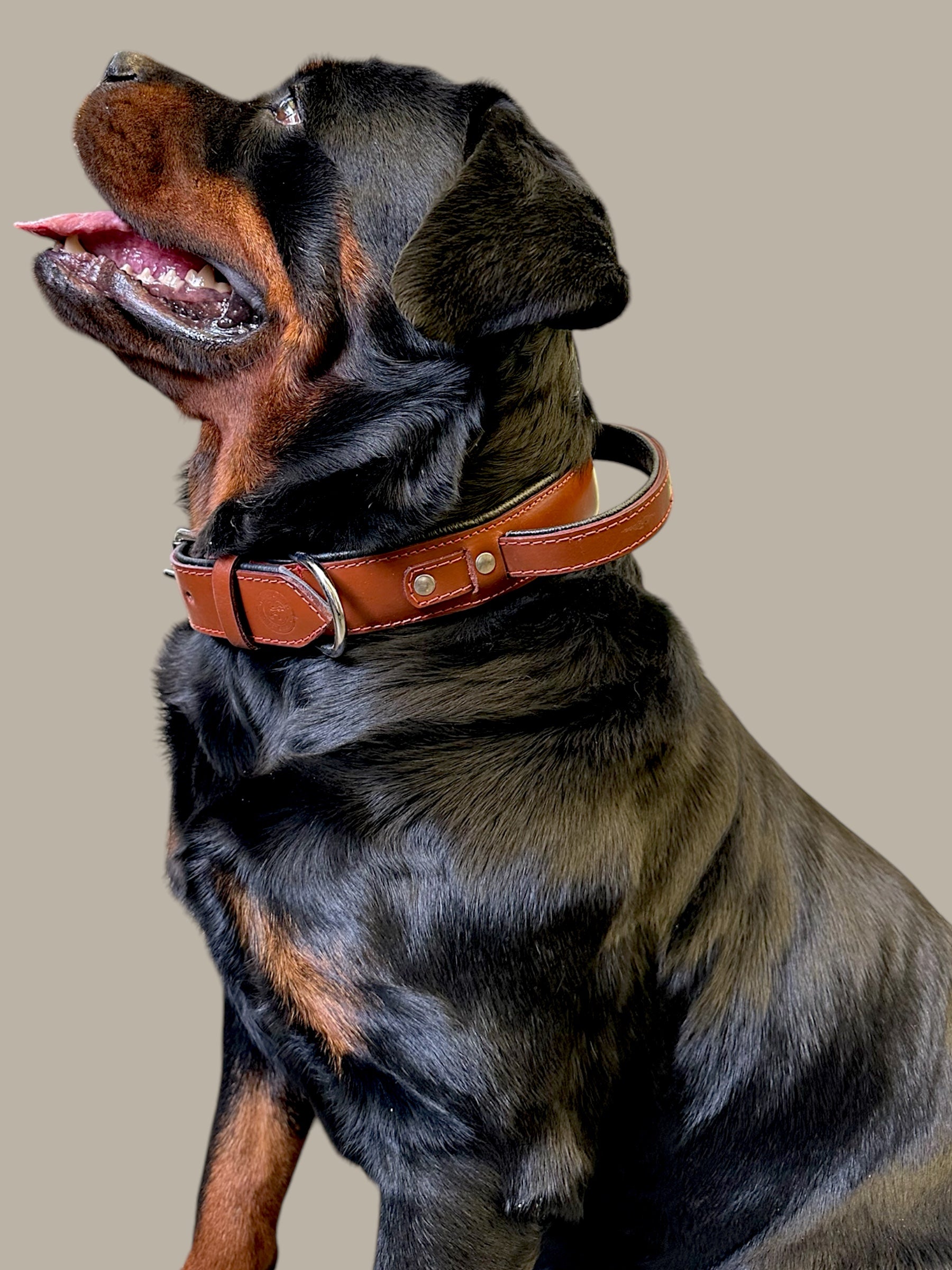 The K9 Store 100% Highgrade Leather Bold Dog Neck Collar For Training With Extra Handle - Zoey's Special (Chocolate)