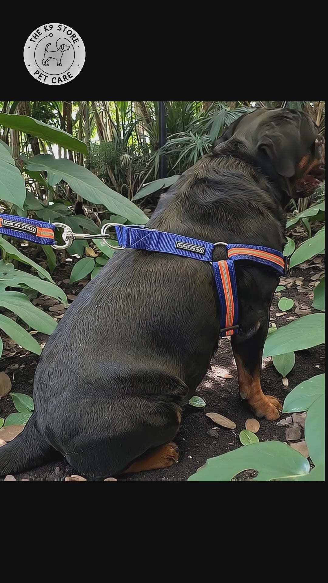 Reflective Dog Harness with Leash Combo | No-Pull Padded Dog Chest Harness | Adjustable, Heavy-Duty, Glow-in-Dark Safety Harness for Night Walks
