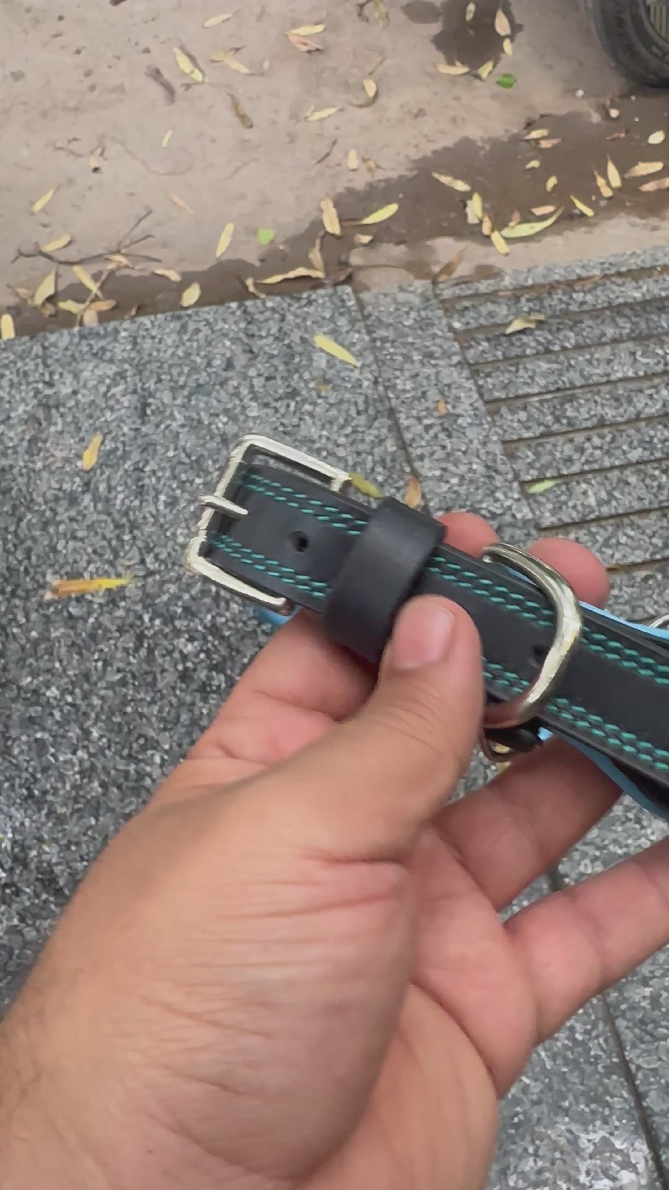 The K9 Store 100% Highgrade Leather Bold Dog Neck Collar For Training With Extra Handle - Zoey's Special B&B (Blue & Black Dual Tone) Video