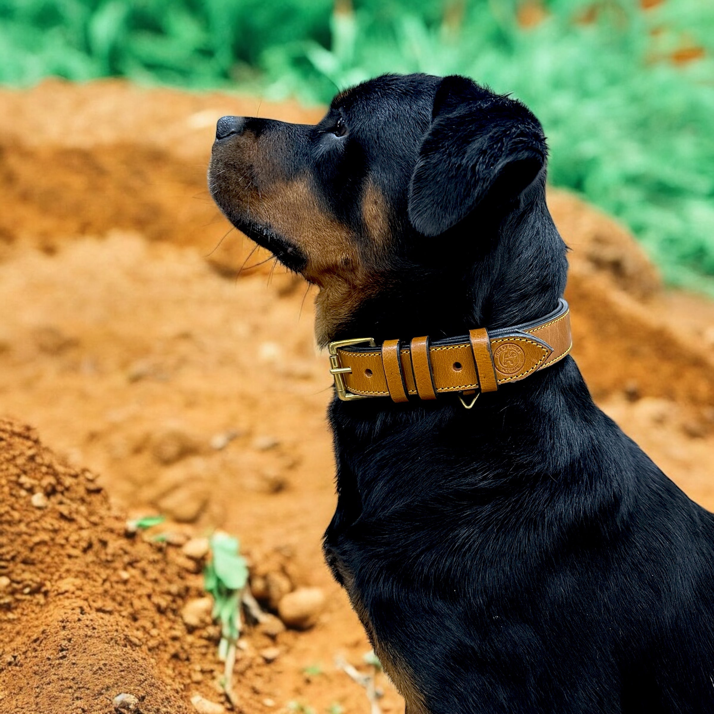 The K9 Store 100% Highgrade Leather Colored Basic Dog Neck Collar (Tan)