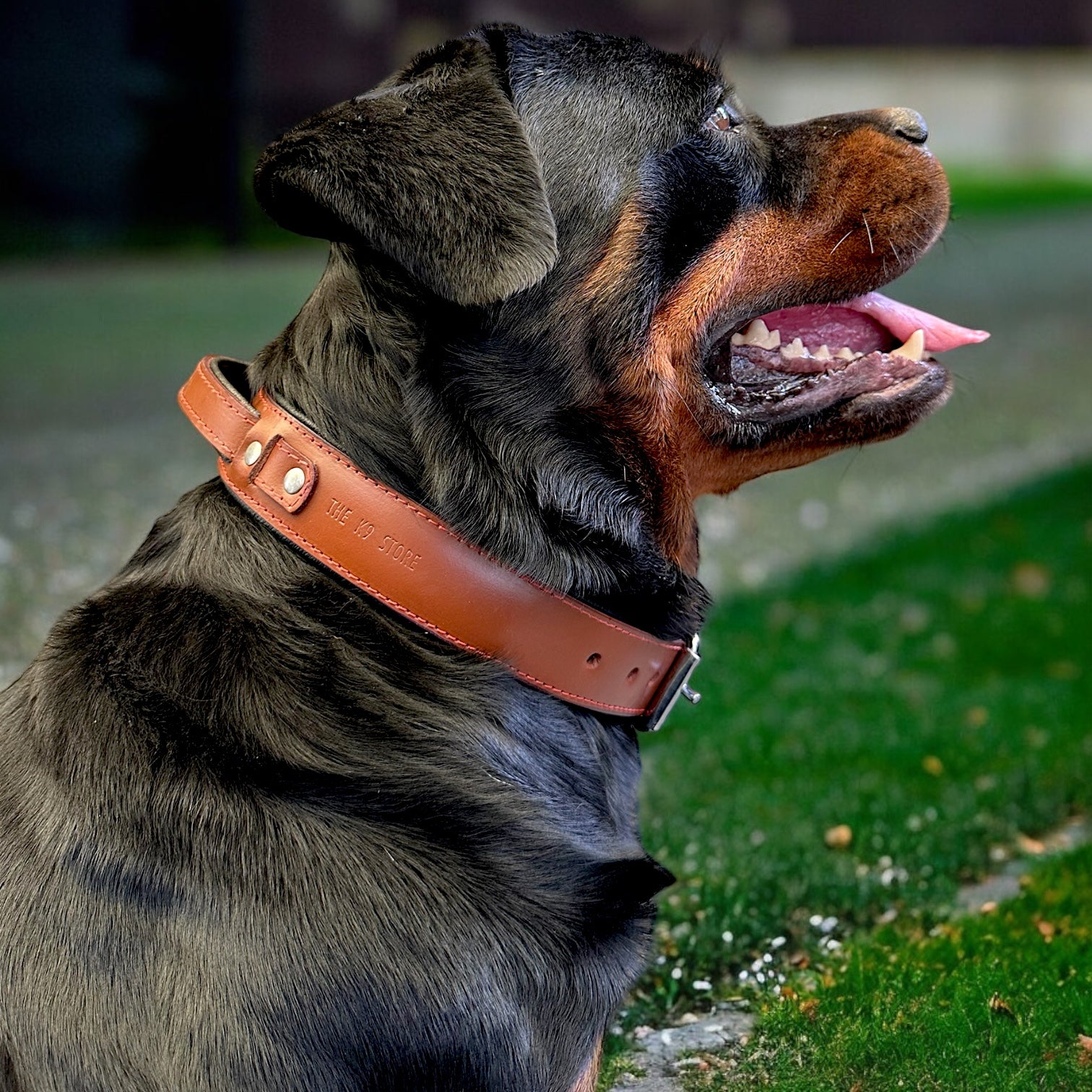 The K9 Store 100% Highgrade Leather Bold Dog Neck Collar For Training With Extra Handle - Zoey's Special (Chocolate)